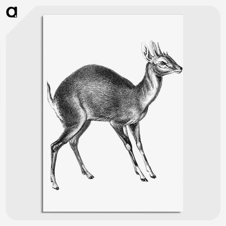 3-44_Ernst-Haeckel_picture-crop
