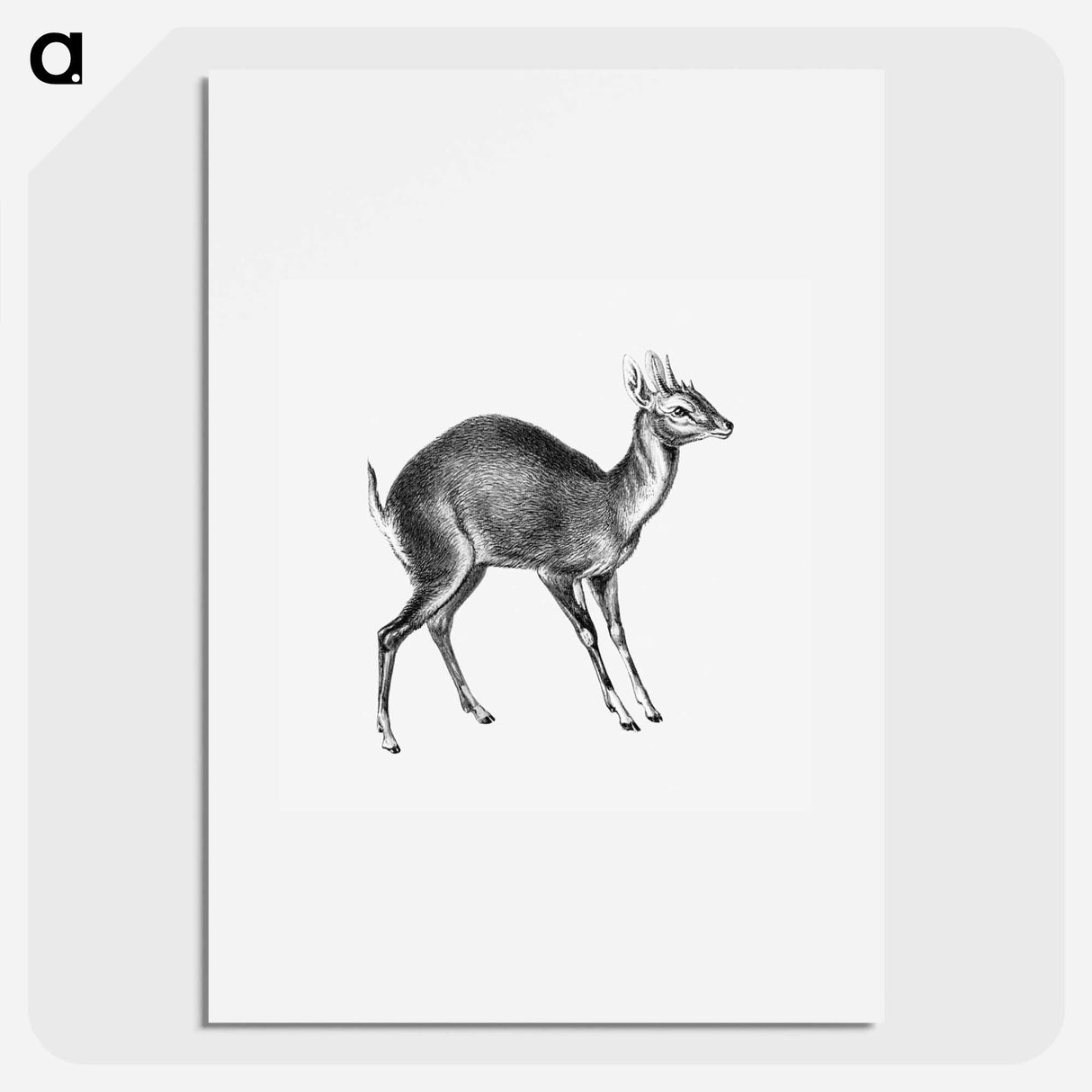 Vintage antelope wildlife illustration - エルンスト ヘッケル Poster.