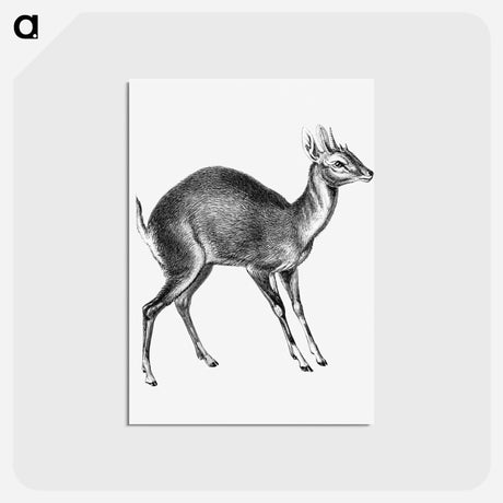アートポストカード-Vintage antelope wildlife illustration - エルンスト ヘッケル Postcard.