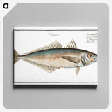 3-44_Ichtyologie-ou-Histoire-naturelle_canvas