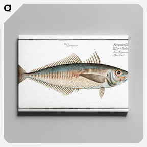 3-44_Ichtyologie-ou-Histoire-naturelle_canvas