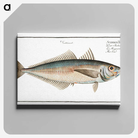 3-44_Ichtyologie-ou-Histoire-naturelle_canvas