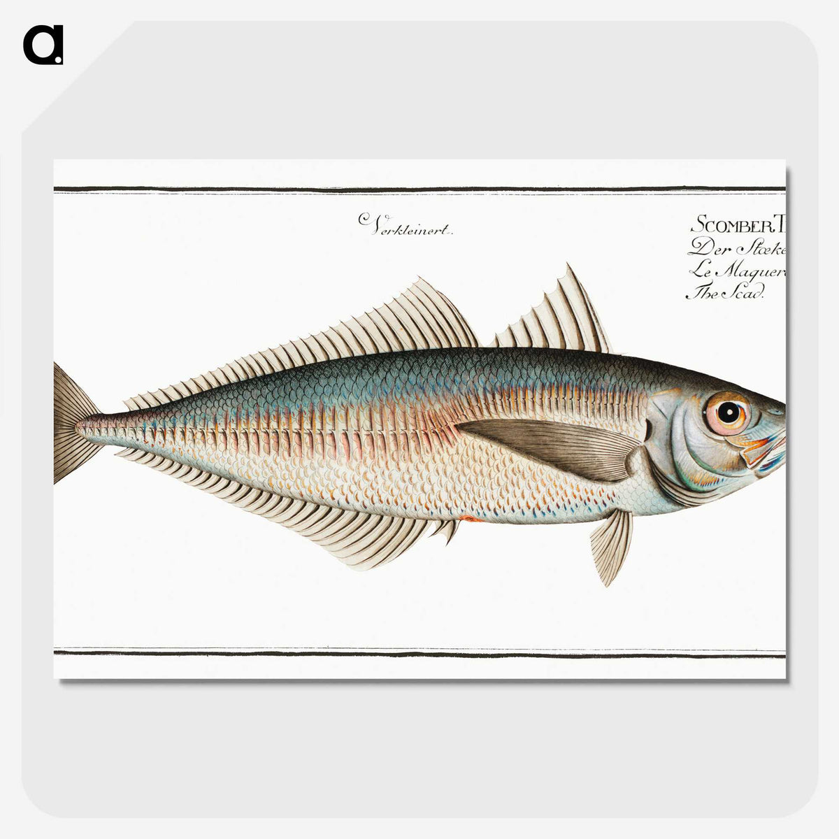 3-44_Ichtyologie-ou-Histoire-naturelle_picture-crop