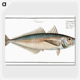 3-44_Ichtyologie-ou-Histoire-naturelle_picture-crop