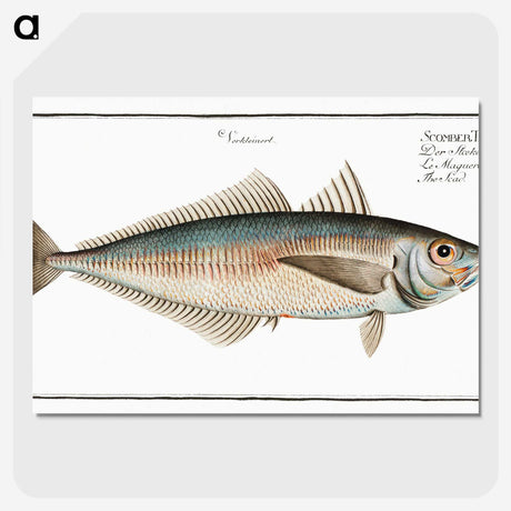 3-44_Ichtyologie-ou-Histoire-naturelle_picture-crop