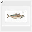 3-44_Ichtyologie-ou-Histoire-naturelle_picture