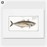 3-44_Ichtyologie-ou-Histoire-naturelle_picture