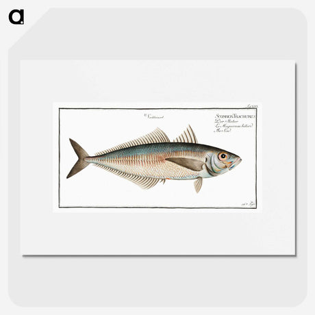 3-44_Ichtyologie-ou-Histoire-naturelle_picture