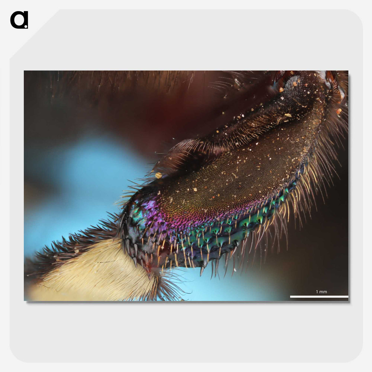 3-44_Insects-Unlocked-Project_picture-crop