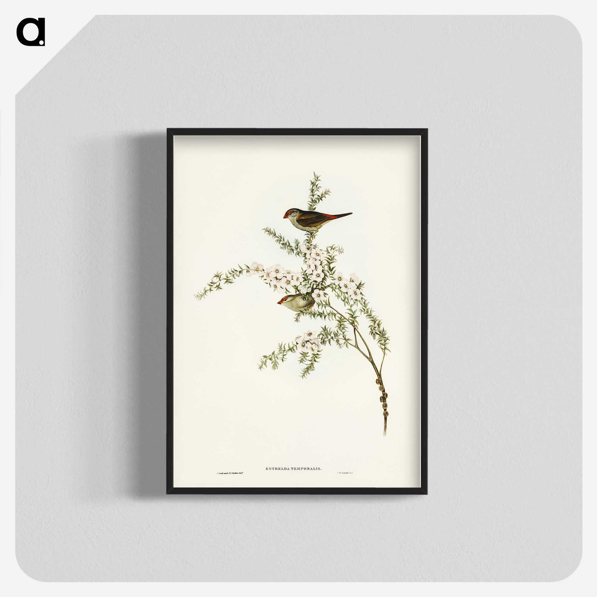 3-44_John-Gould_blk-crop