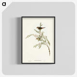 3-44_John-Gould_blk-crop