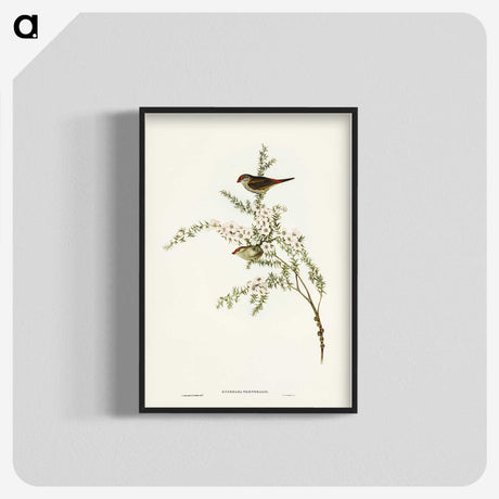 3-44_John-Gould_blk-crop