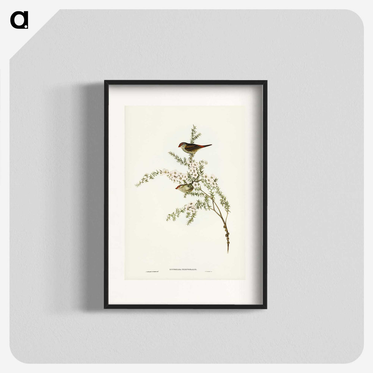 3-44_John-Gould_blk