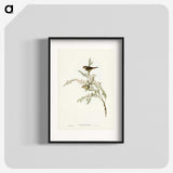 3-44_John-Gould_blk