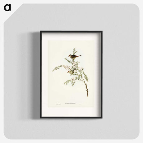 3-44_John-Gould_blk