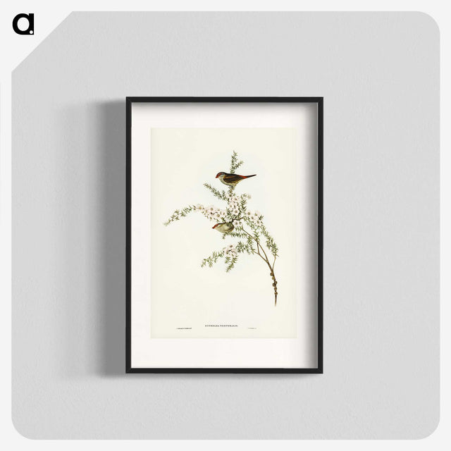 3-44_John-Gould_blk