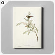 3-44_John-Gould_canvas