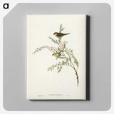 3-44_John-Gould_canvas