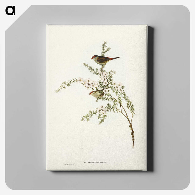 3-44_John-Gould_canvas