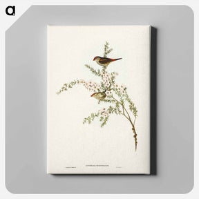 アートパネル-Red-eyebrowed Finch
 - ジョン グールド Canvas.