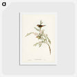 アートポストカード-Red-eyebrowed Finch
 - ジョン グールド Postcard.