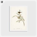 アートポストカード-Red-eyebrowed Finch
 - ジョン グールド Postcard.