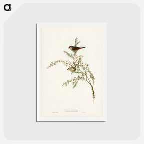 アートポストカード-Red-eyebrowed Finch
 - ジョン グールド Postcard.
