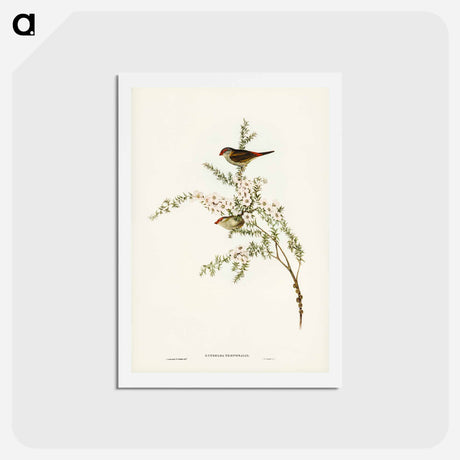 アートポストカード-Red-eyebrowed Finch
 - ジョン グールド Postcard.