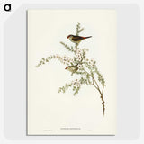 3-44_John-Gould_picture-crop