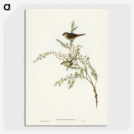 3-44_John-Gould_picture-crop
