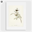 3-44_John-Gould_picture