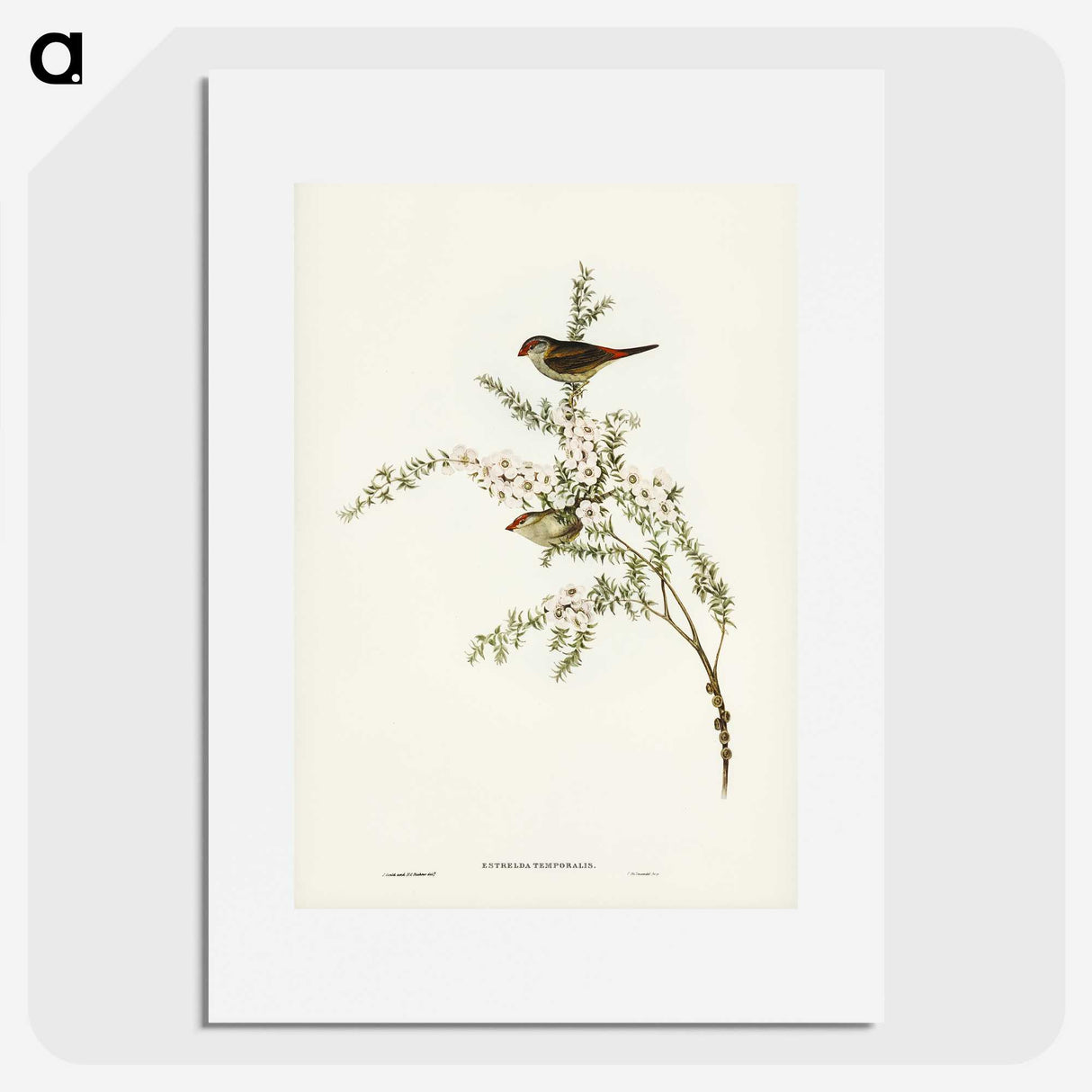 3-44_John-Gould_picture
