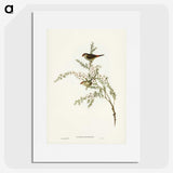 3-44_John-Gould_picture