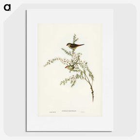 3-44_John-Gould_picture
