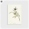 3-44_John-Gould_postcard