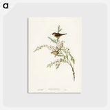 アートポストカード-Red-eyebrowed Finch
 - ジョン グールド Postcard.