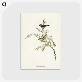 3-44_John-Gould_postcard