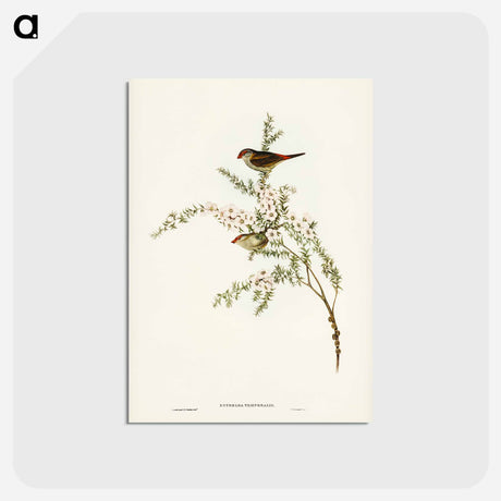 アートポストカード-Red-eyebrowed Finch
 - ジョン グールド Postcard.