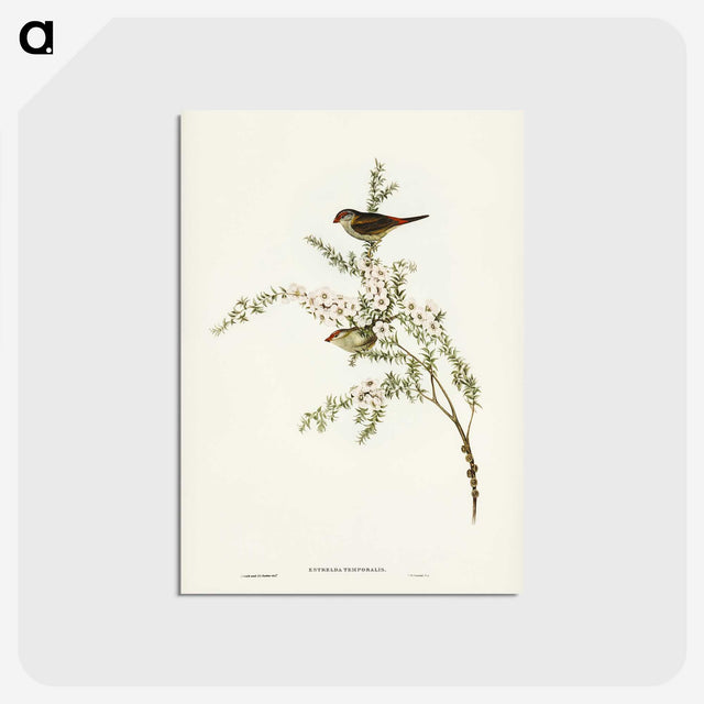 3-44_John-Gould_postcard