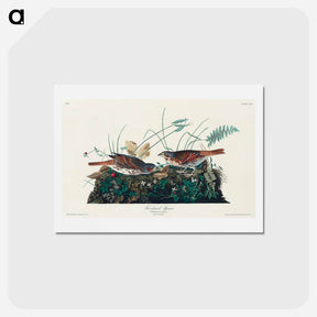 アートポストカード-Fox-coloured Sparrow
 - ジョン ジェームス オーデュボン Postcard.