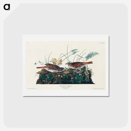 アートポストカード-Fox-coloured Sparrow
 - ジョン ジェームス オーデュボン Postcard.