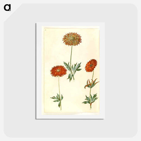 アートポストカード-Anemone ×fulgens
 - マリア ジビーラ メーリアン Postcard.