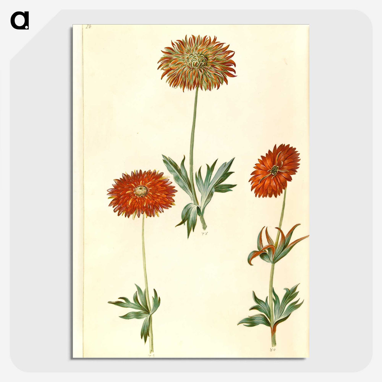 3-44_Maria-Sibylla-Merian_picture-crop