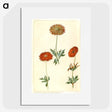 3-44_Maria-Sibylla-Merian_picture