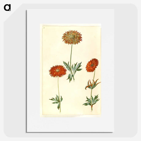 3-44_Maria-Sibylla-Merian_picture