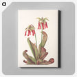 3-44_Mary-Vaux-Walcott_canvas