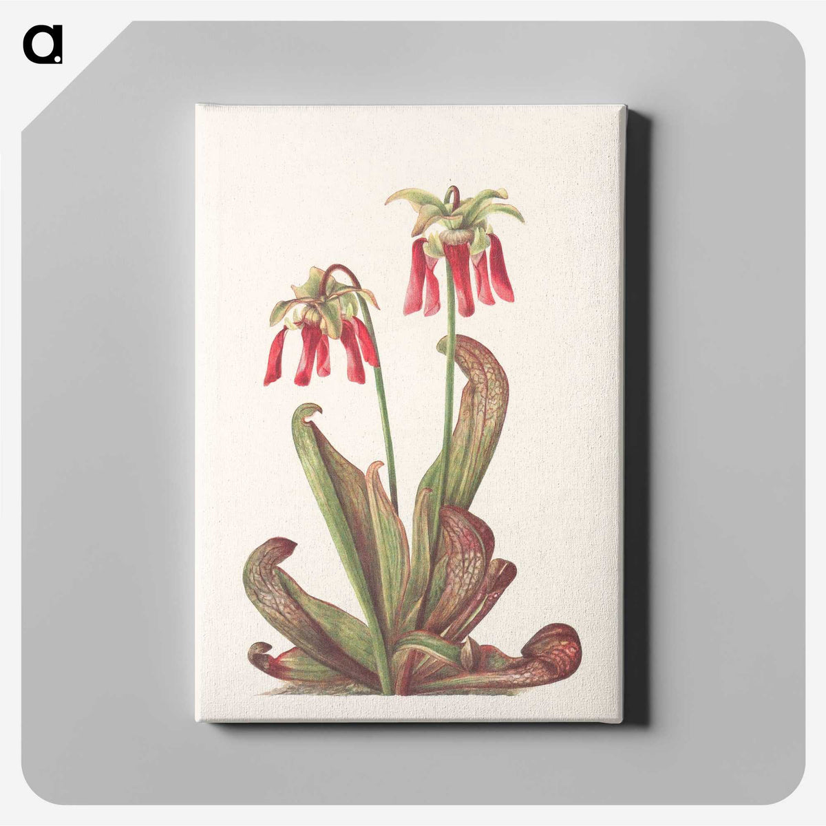3-44_Mary-Vaux-Walcott_canvas