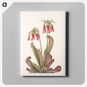 3-44_Mary-Vaux-Walcott_canvas