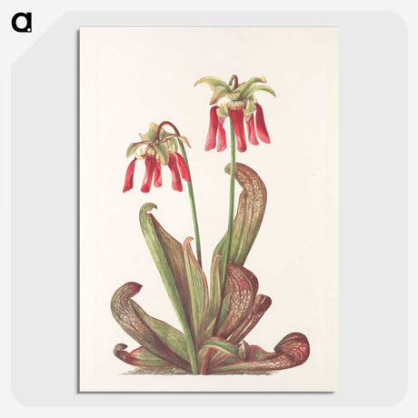 3-44_Mary-Vaux-Walcott_picture-crop