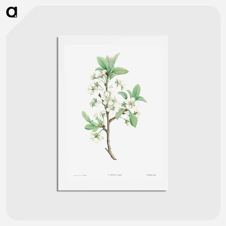 アートポストカード-Plum Flower - ピエール ジョゼフ ルドゥーテ Postcard.